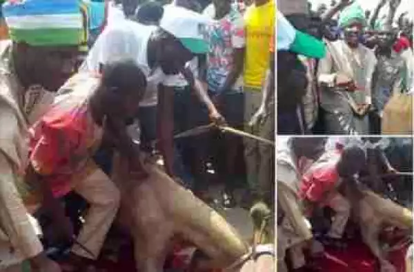 Youth Leader Kills Huge Camel In Bauchi State To Celebrate Buhari